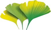 Extracto de Ginkgo biloba, un ingrediente clave en Steplex.